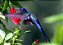 MALVAVISCO ou HIBISCO COLIBRI (Malvaviscus arboreus) - Muda com até 1 metro - Imagem 4