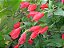 MALVAVISCO ou HIBISCO COLIBRI (Malvaviscus arboreus) - Muda com até 1 metro - Imagem 3