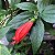 MALVAVISCO ou HIBISCO COLIBRI (Malvaviscus arboreus) - Muda com até 1 metro - Imagem 1