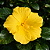 HIBISCO AMARELO (Hibiscus rosa-sinensis) - Muda com até 1 metro - Imagem 1