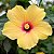 HIBISCO AMARELO (Hibiscus rosa-sinensis) - Muda com até 1 metro - Imagem 1