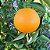 LARANJA DE FOLHA MURCHA (Citrus sinensis) - Muda enxertada com até 1 metro - Imagem 2