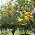 LARANJA SANGUÍNEA (Citrus sinensis) - Muda enxertada com até 1 metro - Imagem 2