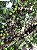 JABUTICABA OLHO DE BOI ou COROADA (Plinia coronata) - Muda com até 30 cm - Imagem 4