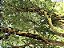 JABUTICABA OLHO DE BOI ou COROADA (Plinia coronata) - Muda com até 30 cm - Imagem 7