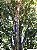 JABUTICABA OLHO DE BOI ou COROADA (Plinia coronata) - Muda com até 30 cm - Imagem 5