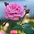 ROSA AMÉLIA - Muda com 60 cm - Imagem 1