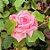ROSA LA FRANCE - Muda com 60 cm - Imagem 1