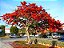 FLAMBOYANT VERMELHO SEMENTES (Delonix regia) - 5g - Imagem 2