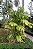 TRIANDA (Areca triandra) - Muda com até 1 metro - Imagem 3