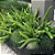 ASPARGO PLUMA (Asparagus densiflorus) - P15 - Imagem 1
