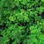 ASPARGO PLUMA (Asparagus densiflorus) - P15 - Imagem 3