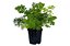 ASPARGO PLUMA (Asparagus densiflorus) - P15 - Imagem 5