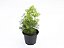 ASPARGO PLUMA (Asparagus densiflorus) - P15 - Imagem 6