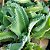 ARANTO ou MÃE DE MILHARES (Kalanchoe daigremontiana) - Imagem 1