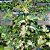 GUAIMBÉ VARIEGATA (Thaumatophyllum Bipinnatifidum Variegata) - P20 30 cm - Imagem 5