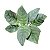 Aglaonema Silver Curly - P12 - Imagem 2