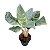 Aglaonema Silver Curly - P12 - Imagem 3