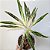 Aglaonema Bamboo - P12 - Imagem 1