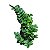 ZAMIOCULCA ZENZI (Zamioculcas zamiifolia 'Zenzi') - P14 - Imagem 2