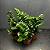 ZAMIOCULCA ZENZI (Zamioculcas zamiifolia 'Zenzi') - P14 - Imagem 1