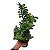 ZAMIOCULCA ZENZI (Zamioculcas zamiifolia 'Zenzi') - P14 - Imagem 3