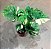 Monstera Variegata 'Thai Constellation" - P17 - Imagem 3