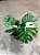 Monstera Variegata 'Thai Constellation" - P17 - Imagem 7