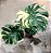 Monstera Variegata 'Thai Constellation" - P17 - Imagem 5