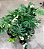 Monstera Variegata 'Thai Constellation" - P17 - Imagem 6