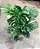Monstera Variegata 'Thai Constellation" - P17 - Imagem 4