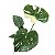 Monstera Variegata 'Thai Constellation" - P17 - Imagem 4