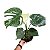 Monstera Variegata 'Thai Constellation" - P17 - Imagem 2