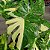 Monstera Variegata 'Thai Constellation" - P17 - Imagem 1