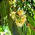 JAMELÃO ou JAMBOLÃO (Syzygium jambolanum) - Muda com 60 cm - Imagem 2