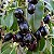 JAMELÃO ou JAMBOLÃO (Syzygium jambolanum) - Muda com 60 cm - Imagem 1