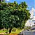 JAMELÃO ou JAMBOLÃO (Syzygium jambolanum) - Muda com 60 cm - Imagem 4