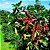CAFÉ CATUAÍ (Coffea arabica) - Muda com 30 cm - Imagem 2