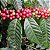 CAFÉ CATUAÍ (Coffea arabica) - Muda com 30 cm - Imagem 1