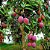 MANGA ROSA (Mangifera indica L.) - Muda enxertada com até 1 metro - Imagem 3