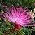 CALIANDRA ROSA (Calliandra brevipes) - Muda com até 1 metro - Imagem 1