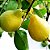 ARAÇÁ PERA ou GOIABÃO (Psidium acutangulum) - Muda com até 80 cm - Imagem 1
