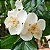 GABIROBA BRANCA (Campomanesia neriiflora) - Muda com até 80 cm - Imagem 3