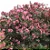 ESPIRRADEIRA ou OLEANDRO (Nerium oleander) - Muda com até 1 metro - Imagem 2
