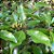 CRAVO DA ÍNDIA (Eugenia caryophyllata) - Muda com até 60 cm - Imagem 3