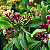 CRAVO DA ÍNDIA (Eugenia caryophyllata) - Muda com até 60 cm - Imagem 1