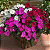 SUNPATIENS (Impatiens hawkeri) - CAIXA COM 15 MUDAS - Imagem 2