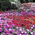SUNPATIENS (Impatiens hawkeri) - CAIXA COM 15 MUDAS - Imagem 3