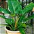 FILODENDRO IMPERIAL VERDE (Philodendron Imperial Green) - P17 20cm - Imagem 4