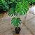 COSTELA DE ADÃO ou Monstera deliciosa - Pote 20 com 60 a 80 cm - Imagem 1